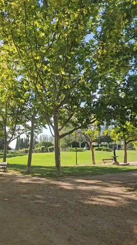 A handheld video pans up a tree trunk in a park. The tree has a light-colored trunk and large green leaves. Attached to the trunk is a birdhouse. The camera continues to pan upwards, revealing more of the tree's branches and leaves against a blue sky. In the background, a well-manicured lawn is visible, along with a park bench and a lamppost.