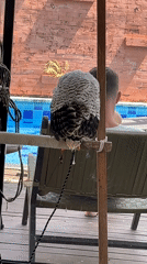 Tethered owls on perches at a Bali bird spot
