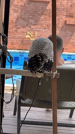 Tethered owls on perches at a Bali bird spot