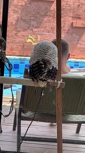 Tethered owls on perches at a Bali bird spot