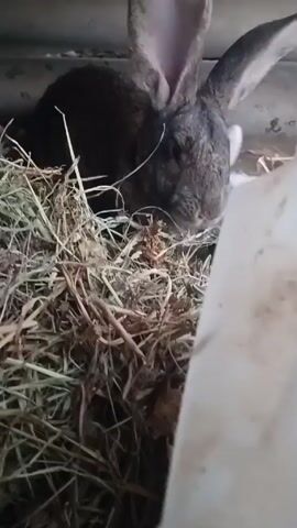 The video shows a gray rabbit settled in a pile of hay within a pen or cage. The rabbit has large ears and appears to be resting. The pen seems to be under a corrugated metal roof. A white plastic container is visible on the right side of the frame.