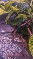 Domestic scenes: aquarium fish, office cat, toys, cityscape observed