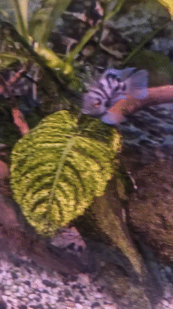 Domestic scenes: aquarium fish, office cat, toys, cityscape observed