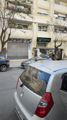 Seagull perches on parked car in Tangier street