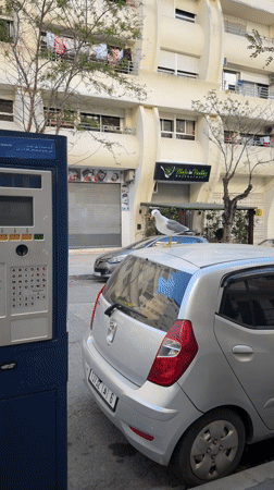 Seagull perches on parked car in Tangier street