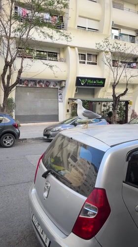 Seagull perches on parked car in Tangier street
