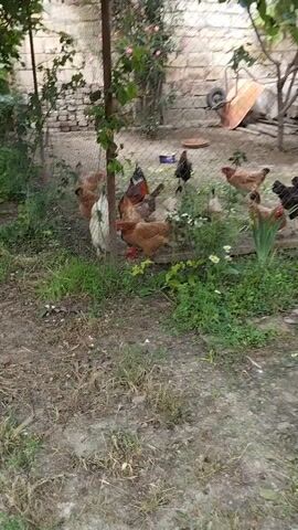 A flock of chickens roams in a fenced-in yard with a stone wall in the background. The chickens are of various colors including brown, white, black, and red. Some chickens are pecking at the ground, while others are standing around. There is a wheelbarrow and some gardening tools in the background. The ground is covered with dirt and grass.