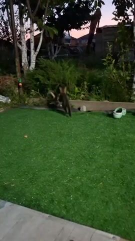 The video captures an outdoor scene, likely a backyard, at dusk. The ground is covered with artificial green turf. In the background, there is dense vegetation, trees, and some structures that appear to be houses. The sky shows the soft colors of twilight. In the foreground, on the edge of the artificial turf, two cats are visible. One is a small kitten, mostly dark in color, positioned on the left. To its right, further back and slightly obscured by foliage, is a larger, tabby-patterned cat. The larger cat appears to be moving or sniffing the ground. The overall lighting suggests the end of the day.