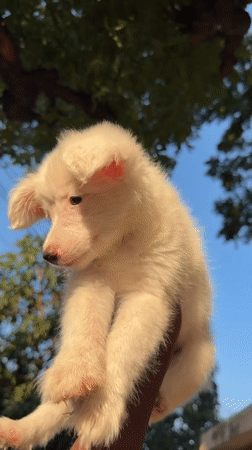 Hanging out with a white puppy in Dar es Salaam