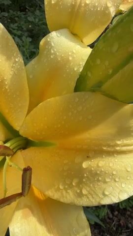 A close-up video shows yellow lilies with water droplets on their petals. The lilies are in a garden with green foliage in the background. The camera pans slightly, revealing more of the flowers and their surroundings. The lighting suggests it is daytime, possibly after rain.