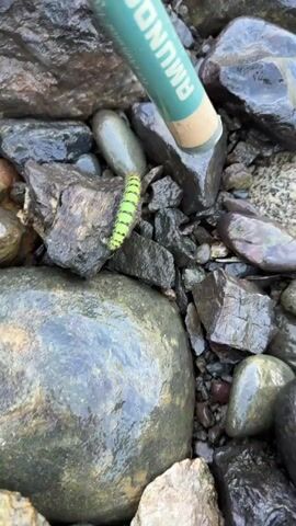 A close-up, overhead shot shows a small, bright green caterpillar with black stripes on its body crawling on wet, dark rocks. A teal-colored cylindrical object, likely a marker or pen, is positioned at the top right of the frame, angled towards the caterpillar, with the word "AROUNDSON" visible in white text on its surface. The caterpillar is positioned on a dark, rough surface, with larger, rounded, wet rocks and smaller, angular stones filling the rest of the frame. The lighting suggests an outdoor environment, possibly near water due to the wet appearance of the rocks.