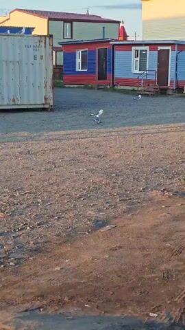 A wide shot of a gravelly area outside small, colorful buildings. A large, off-white shipping container is on the left. In the center of the frame, a seagull walks across the gravel. Another seagull flies in from the right, and a third seagull is visible further to the right, near a doorway. A dog is standing near the doorway of a blue and red building on the right. The sun is low in the sky, casting long shadows.