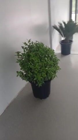 The video shows two potted plants in what appears to be an indoor walkway or hallway with light-colored walls and a gray floor. The first plant, at the beginning of the video, is a lush green leafy plant in a black pot. As the camera moves, it reveals a second potted plant, a cycad, also in a black pot, with long, spiky fronds. Beyond the plants, a large glass sliding door is visible. Through the door, a scenic outdoor view is seen: a vast, green, hilly landscape under an overcast sky. A dirt or gravel area is in front of the landscape, and a motorcycle is seen riding across it.