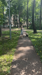 Woman walks eight small dogs on Moscow park path