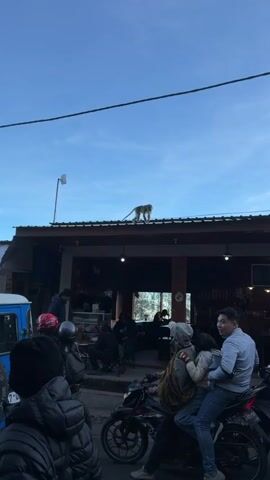 A monkey stands on the roof of a building. Below the building, several people are gathered, some on motorcycles and some standing. The sky is blue and clear.