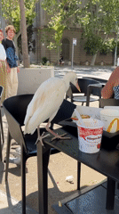 Birds disrupt McDonald's dining in Barcelona cafe incident