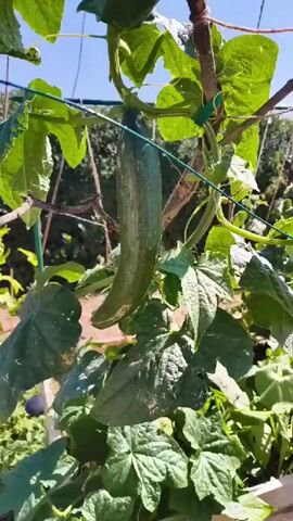 A video begins with a close-up shot of a cucumber plant. The plant is green and leafy, with a long cucumber hanging down. The camera then pans to the right, showing more of the plant and its leaves. The video then zooms in on the cucumber, highlighting its texture and the water droplets on its skin. The camera pans back to the left, revealing a hand reaching out to touch a leaf of the plant. The video then continues to pan around the plant, showing different angles of the cucumber and its leaves, bathed in sunlight. In the background, out of focus, one can see some greenery and a hint of a fence and possibly a trellis. The sky is blue and clear.
