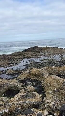 The video shows a rocky shoreline with the ocean in the background. The rocks are covered in seaweed and small pools of water. The waves are gently rolling in. The sky is cloudy. There are no people or animals visible in the video.