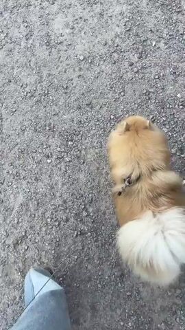 The video shows a top-down view of a person walking a fluffy, light brown dog on a leash. The dog is wearing a harness. The ground is covered in gravel. The person's feet are visible at the bottom of the frame, one wearing a sandal and the other clad in a grey pant leg. The dog appears to be walking ahead of the person. The video is short, lasting only a few seconds, and shows a simple walk.