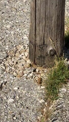 A close-up, downward-angle shot shows the base of a weathered wooden pole surrounded by gravel and dry grass. A yellow and black striped insect, likely a bee or wasp, is visible on the gravel near the pole. The sun casts shadows, indicating an outdoor setting. The footage is grainy and slightly shaky.