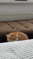 Orange kitten rests indoors on blanket in Moscow