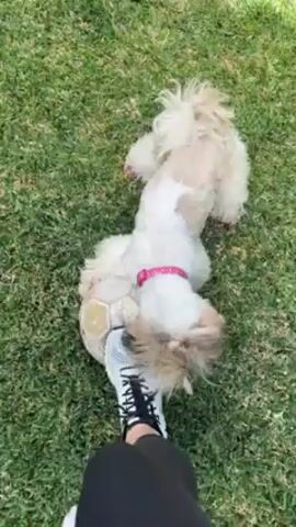 A person wearing black leggings and white sneakers stands on a green lawn. A small, light-colored dog bites at the person's shoe. The person then moves their foot, and the dog runs away across the lawn. A building is visible in the background.