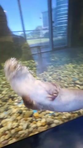 A long, slender otter swims in an aquarium, its body mostly submerged in water. The otter appears to be moving from left to right. The aquarium is filled with small, multicolored pebbles at the bottom. In the background, large windows reveal an outdoor scene with some buildings and trees. The lighting suggests it might be daytime or early evening. A blurred reflection of a person is visible on the glass of the aquarium.