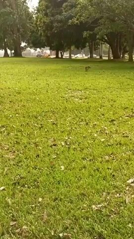 A small, brown animal, possibly a deer or a small dog, stands on a patch of green grass scattered with brown leaves. In the background, a row of trees lines a road with parked cars.