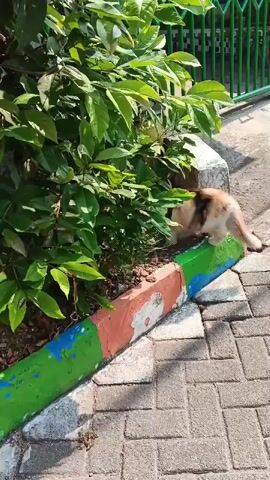 A fluffy, calico cat with long fur walks along a paved walkway next to a planter box filled with green leafy plants. The cat is sniffing at the plants. The planter box has a colorful painted border with sections of green, blue, and orange. In the background, there is a large yellow bin with a black lid and a green fence. The ground is paved with interlocking stone blocks. The lighting suggests it is daytime with sunlight.