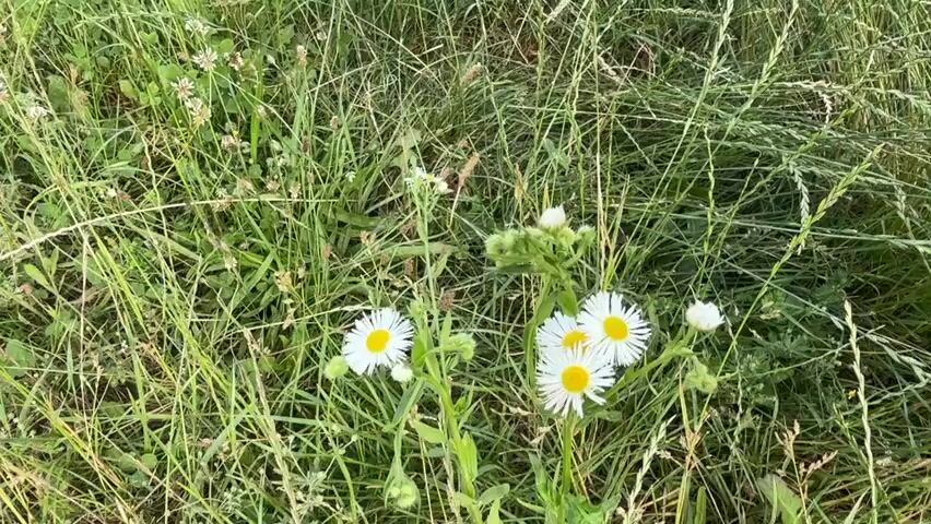 The video opens with a close-up shot of a patch of wild daisies and clover, nestled amongst tall, green grass. The camera slowly pans upwards and to the right, revealing more of the grassy field. A dirt path can be seen winding through the grass, and in the distance, a line of trees marks the edge of the field. The lighting suggests it is daytime, with a soft, natural light, and the greenery implies fair weather. The overall scene is peaceful and natural, evoking a sense of tranquility. The location is identified as Ilnytsia, Ukraine, a rural setting. There is no visible text in the video. The activity taking place is simply the observation of a natural landscape.