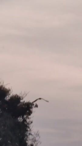 The video shows a silhouette of a bird in flight against a cloudy sky. The bird's wings are spread wide, and its body is a dark shape against the lighter background. In the foreground, the tops of trees are visible, some with leaves and some bare branches. The overall lighting suggests it may be dusk or dawn. The camera pans slightly as the bird flies.