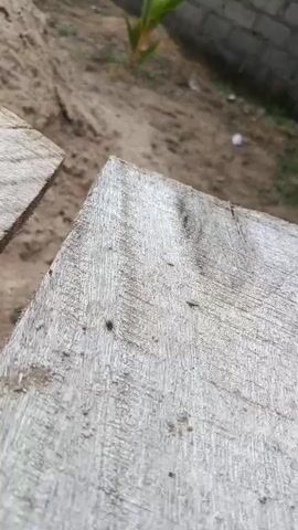 The video shows a close-up view of weathered, light-colored wooden planks. The texture of the wood is rough and shows prominent grain patterns. There are a few small, dark specks that appear to be insects on the surface of the wood. In the background, out of focus, is a sandy, dry area with some sparse green vegetation and a section of a brick wall. The lighting suggests it is daytime, possibly with overcast conditions given the lack of harsh shadows. The overall impression is of an outdoor, possibly rural or construction setting. No people are visible in the frame. There is no visible text in the media file.