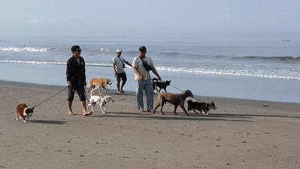 Three men walk dogs along Indonesian beach