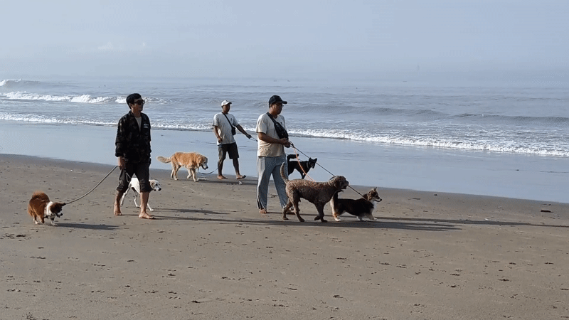 Three men walk dogs along Indonesian beach
