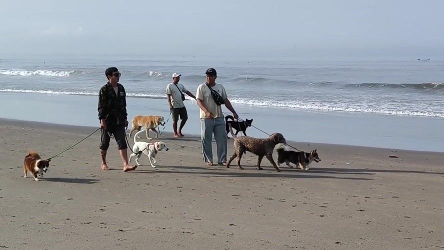 Three men walk dogs along Indonesian beach