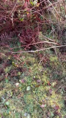 The camera begins by focusing on mossy ground covered in fallen sticks and foliage. The camera then tilts upward, revealing a hillside covered with dense, scrubby vegetation, predominantly brown and green. The camera pans to the right, showing a dirt path leading uphill. The path is surrounded by more vegetation, and a few small trees are visible. The sky above is overcast with bright sunlight pushing through the clouds.