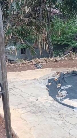 A grainy, low-light video shows a bird standing in what appears to be a rural outdoor setting. The bird is dark-colored, possibly a chicken or turkey, and is facing towards the right side of the frame. It is positioned on a dirt path that is cracked and uneven. To the right of the path, there is a black tarp spread out, with debris scattered on top of it. Behind the tarp, the ground is a rough concrete surface with more cracks. In the background, there are trees with dense foliage and a small, weathered building with a window. The overall environment suggests a backyard or a less-developed area. The video is tilted on its side.