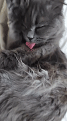 Scottish Fold cat grooming and playing with spray bottle