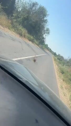 The video shows a close-up view from inside a vehicle, looking out through the windshield. A large insect, possibly a grasshopper or cricket, is in mid-air, crossing the road in front of the vehicle. The insect is blurred due to motion, but its distinctive long legs and body shape are visible. The road is paved with a white line down the center, and the surrounding environment appears to be dry and rural, with sparse vegetation and trees visible on the sides of the road. The sky is bright and appears to be a clear day. The vehicle is in motion, as indicated by the perspective and the blur of the insect.
