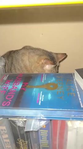 A tabby cat is perched on top of a stack of books. The cat is looking down at the books, then turns its head to the right, then looks down again and closes its eyes. The cat then opens its eyes and looks around. The books are stacked on shelves, and the background is a light-colored wall.