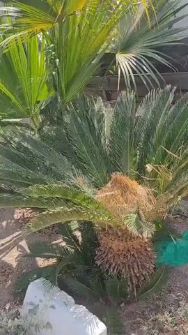 The video shows a close-up view of a sago palm plant with lush green fronds. A brown, cone-like structure is visible in the center of the plant, possibly a seed cone. In the background, more palm fronds can be seen, some lighter green and others darker. The ground appears to be sandy or dirt. There are some shadows on the ground, indicating sunlight. Some parts of the plant have a slightly yellowed appearance, which might suggest it needs water or is undergoing a natural change. A piece of white debris is partially visible in the lower left corner, and a small section of green netting is visible near the base of the plant on the right side. The overall environment suggests an outdoor setting, likely a garden or yard.