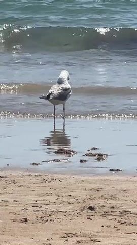 A seagull stands at the edge of the water on a sandy beach. The seagull is facing away from the camera, looking out at the ocean. Waves are breaking in the background. There are two people swimming in the ocean in the distance. The seagull dips its head and appears to be looking for food. The video is shot from a low angle, making the seagull appear to be the main subject of the video. The lighting is bright, suggesting a sunny day.