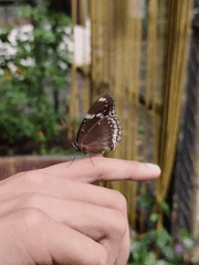 Morning wildlife encounters captured by single witness over 90 minutes