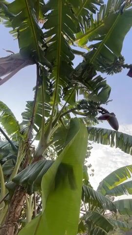 The video shows a close-up, low-angle view of banana trees against a clear blue sky. Sunlight filters through the large, green leaves. A banana flower bud is visible hanging from a stalk, with a few developing banana hands underneath. The image is slightly blurred, suggesting movement or a shallow depth of field.