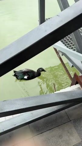 The video shows a duck swimming in light green water next to a metal structure. The duck is dark with some white markings. The camera is positioned above the water, looking down through the metal structure. The structure consists of gray metal beams and a grate-like platform. The camera pans to show a fishing rod attached to the metal structure.