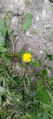 Garden nature walk captured flowers, puppy, plants in brief session