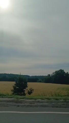 The video captures a moving shot of a rural landscape under a cloudy sky. In the foreground, a road is visible, marked by a white line. Beyond the road, a field of golden crops, likely wheat or barley, stretches towards a treeline in the distance. Several trees are scattered across the field and along the edge of the treeline. The sun is partially visible through the clouds, casting a bright, diffused light. The camera appears to be moving, suggesting the footage was taken from a vehicle. No people or animals are visible in the frame.
