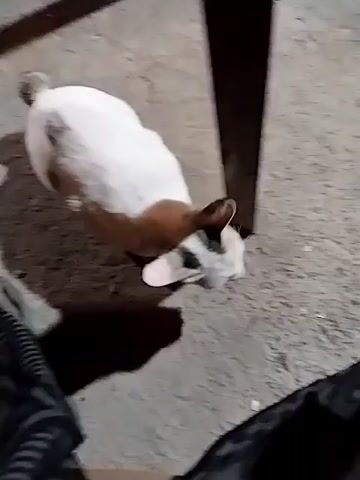 A small, short-haired cat with white fur, brown patches, and a grey, spotted face walks on a concrete surface. The cat walks towards the camera, stops next to a dark table leg, and looks directly at the camera. A person wearing patterned pants is visible in the lower left corner of the frame.