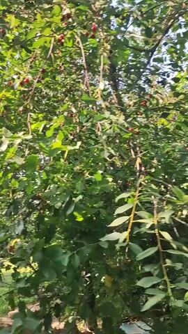 The video shows a close-up view of a tree laden with dark red berries, likely cherries, against a backdrop of lush green foliage. Sunlight filters through the leaves, creating dappled patterns of light and shadow, suggesting it is daytime, likely late afternoon given the warm light. The camera pans slightly, revealing more of the tree's branches and the abundance of ripe fruit. The scene appears natural and outdoors, possibly a garden or orchard, with the natural environment being the primary focus. There are no people or man-made objects prominently featured, placing the emphasis on the tree and its harvest. The overall mood is serene and evokes a sense of nature's bounty. No text is visible in the video.