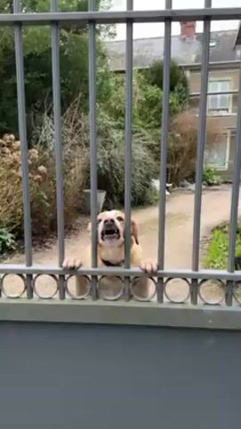 A tan and white dog with its paws on a gray metal fence is barking loudly. The dog is facing the camera and shows its teeth. Behind the dog, there are green bushes and a house. The day is overcast.